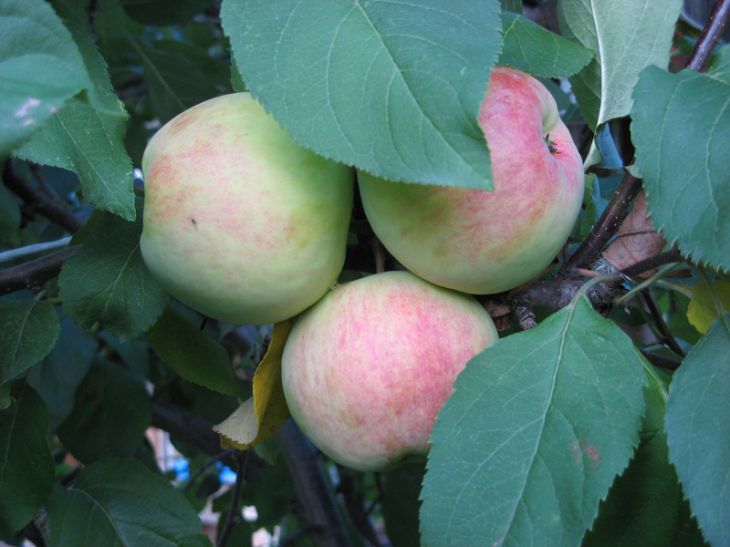 Сорт яблок Первоуральские описание, фото, отзывы