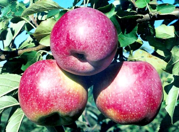 Яблоки Флорина: описание сорта с фото