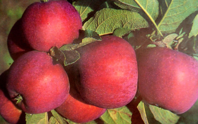 Сорт яблони Малиновка – описание, фото