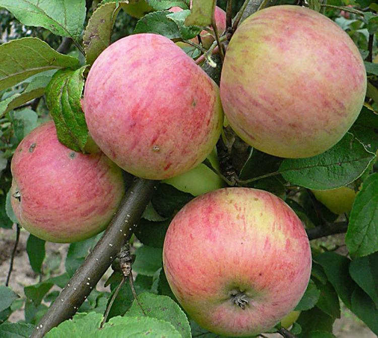 Сорт яблок Шафран описание, фото, отзывы