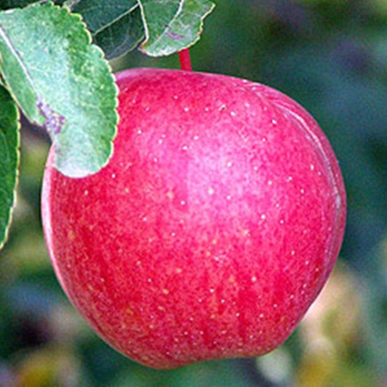 Сорт яблок персиянка фото и описание