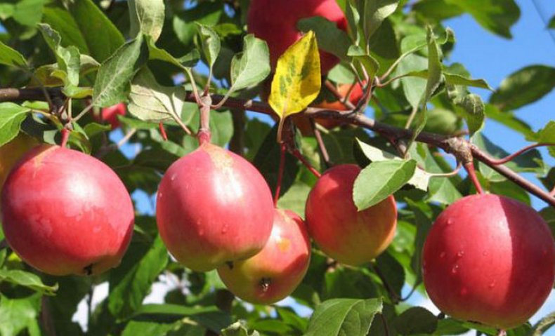 Сорт яблок арбат фото и описание
