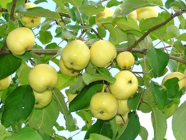 Какие сорта яблонь лучше сажать в Подмосковье - ТОП 5 по отзывам