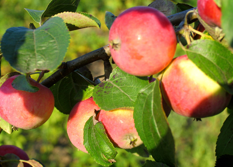 Яблоня Солнышко - популярный сорт яблони, известный своими яркими и сочными плодами.