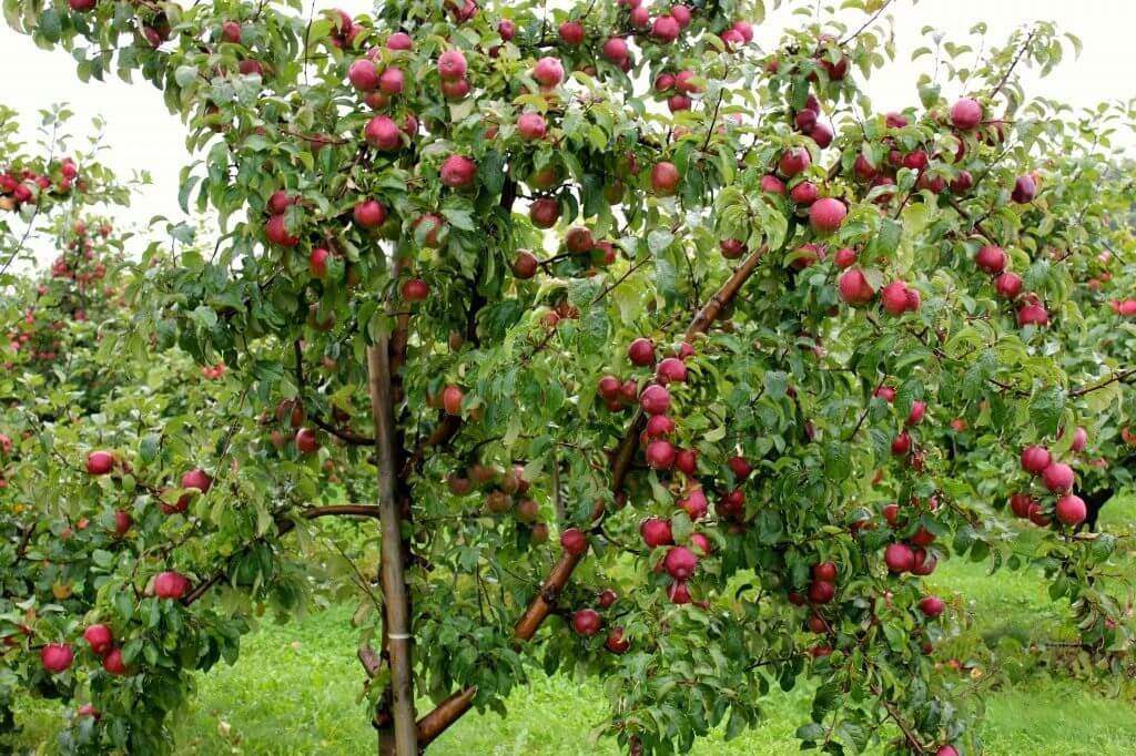 Яблоки Сибири Фото