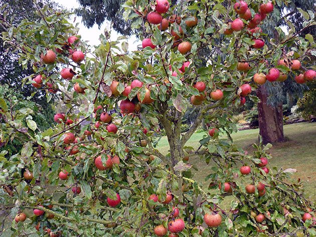 Описание сорта яблони Ковровое