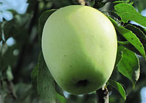 Сахарный аркад яблоня фото