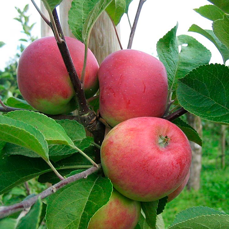 Сорт яблок Красное раннее описание, фото, отзывы
