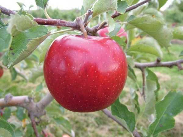 Яблоня Красное раннее: описание сорта, фото, отзывы садоводов - полезные советы и информация
